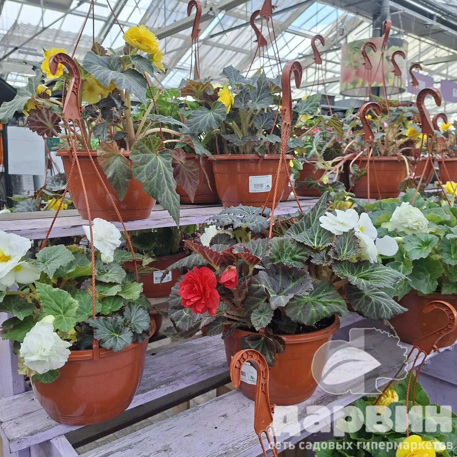 Бегония в кашпо д23 Тим (2)