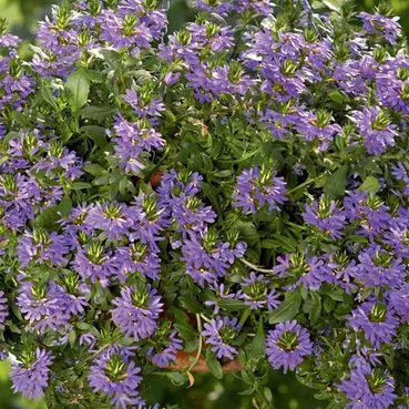 Сцевола ампельная Эйфория Компакт синяя D23 ПВ 