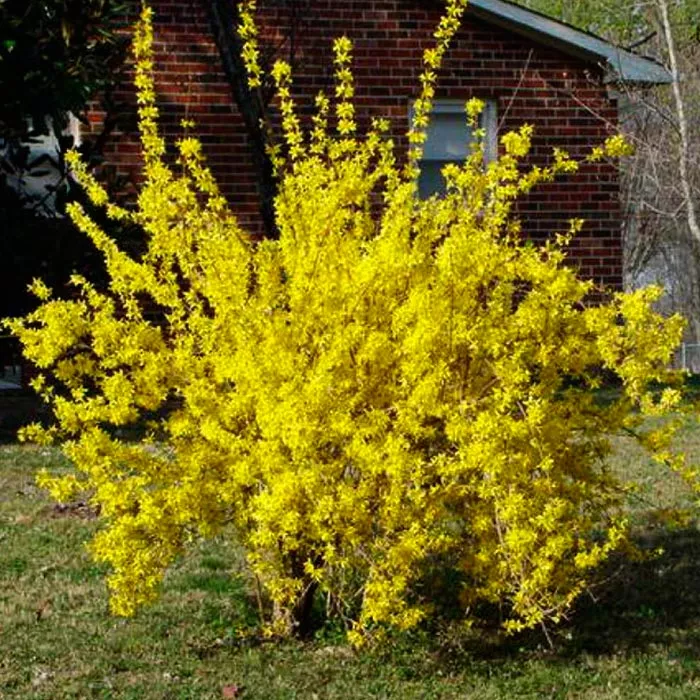 Форзиция Линвуд с2 BL 