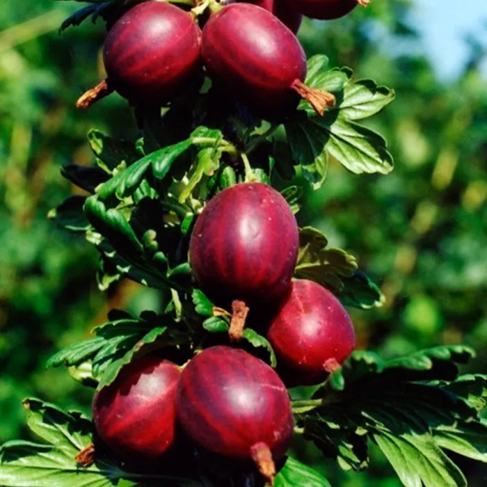 Крыжовник Сириус,  красный v5 Tim 