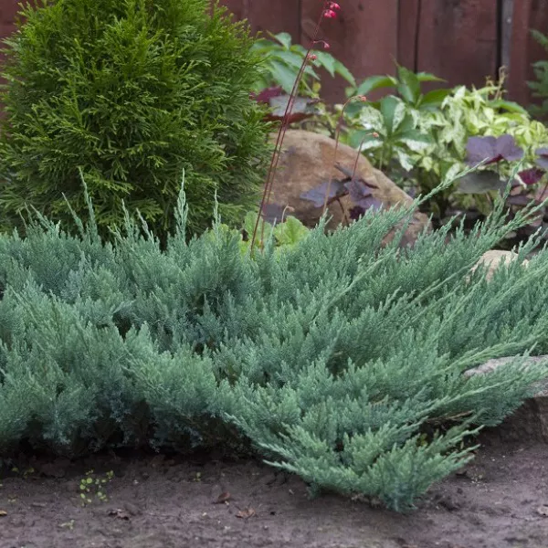 Растение можжевельник горизонтальный Blue Chip P13 15-20 CM Tw5 