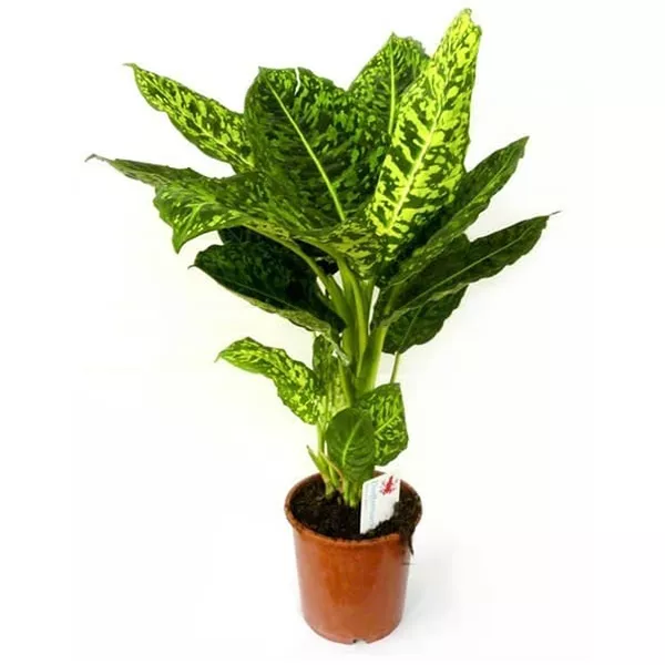 Диффенбахия Краун d24 h100 