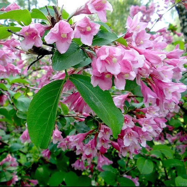 Вейгела Розеа v5 h40-60 UL 