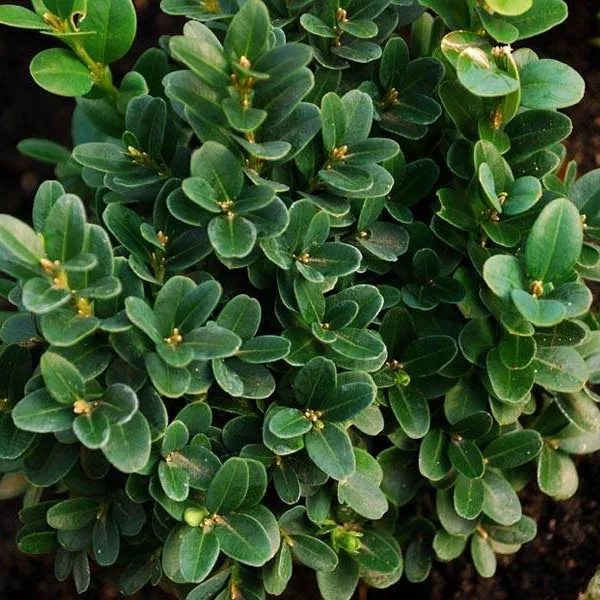 Самшит вечнозеленый c10 Tw 