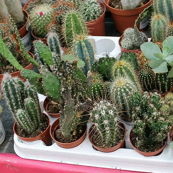 Кактус микс d 5,5 h5 