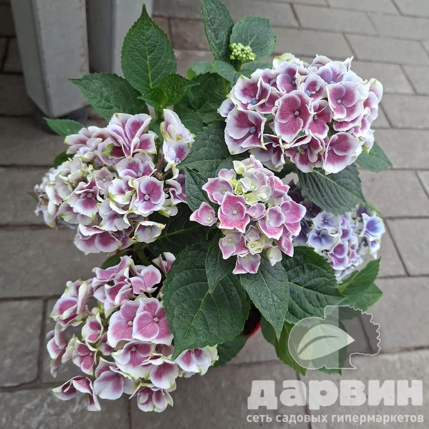 Гортензия крупнолистная Нью Тиволи Блю v5 Tim 