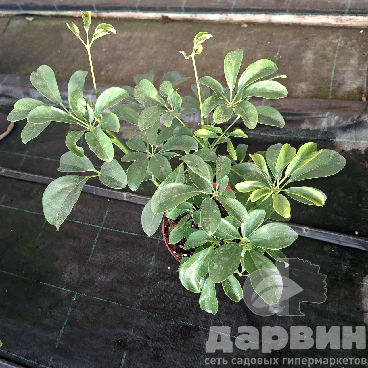 Шеффлера d12 Tim 