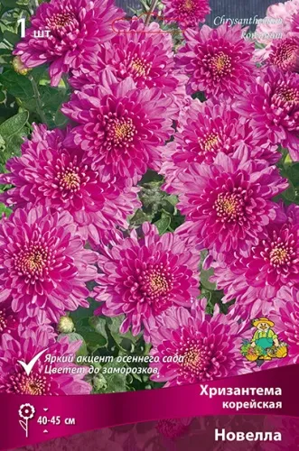 Корневище Хризантема корейская Новелла I 1шт Поиск 