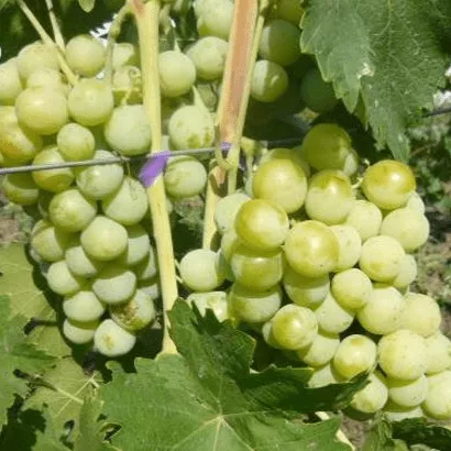 Смарагд Виноград