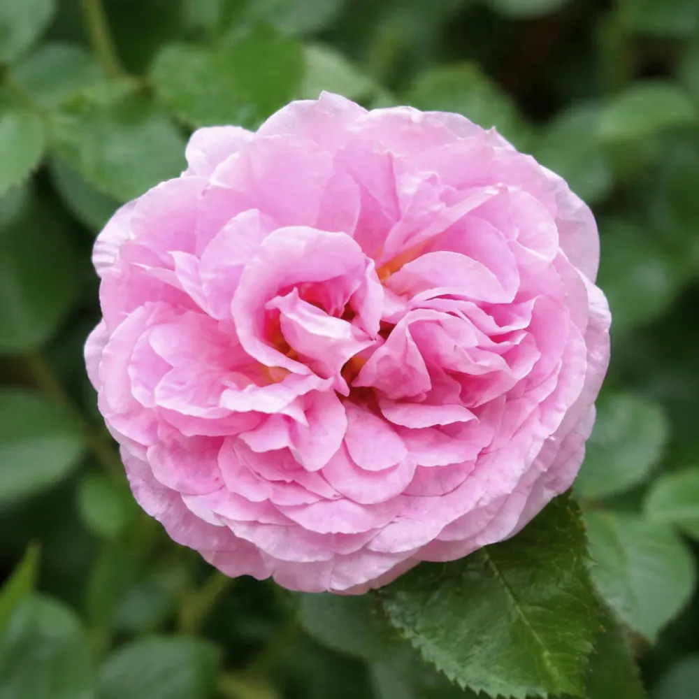 IMG_20260426_220709_750