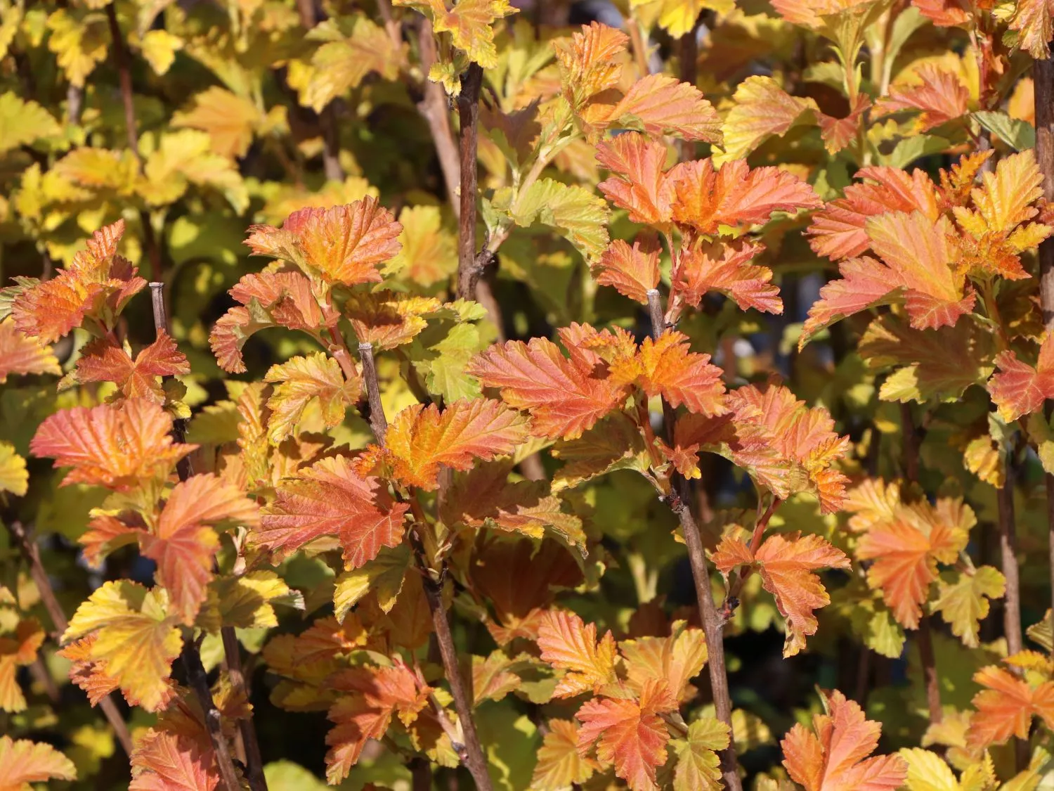 Пузыреплодник калинолистный Эмбер Джубили v4 