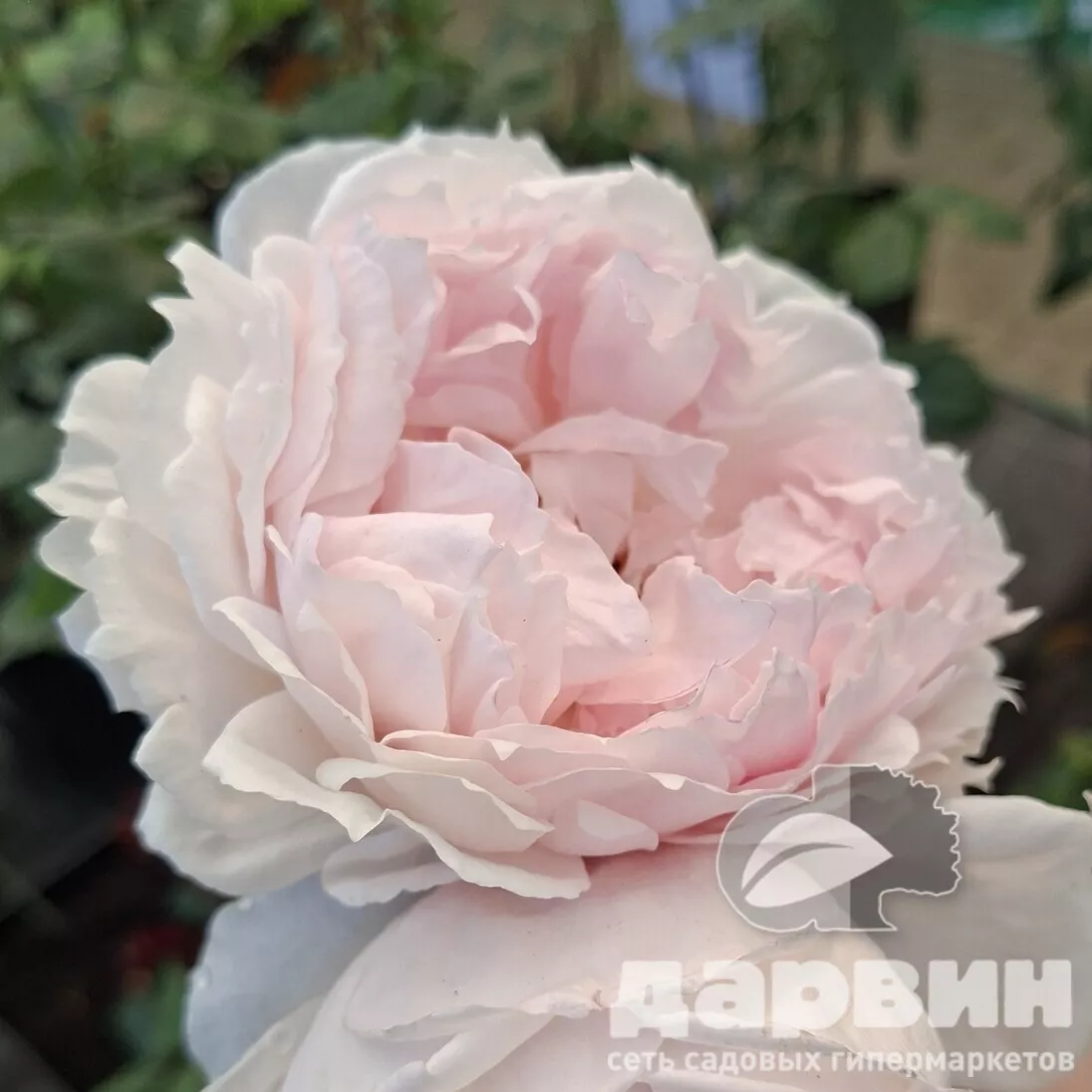 Роза чайно-гибридная Зе Веджвуд Роуз v5 Lav 