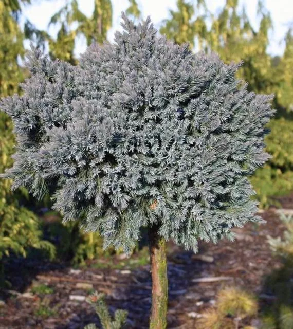 Можжевельник чешуйчатый Тропикал блю v10 штамб 90см 