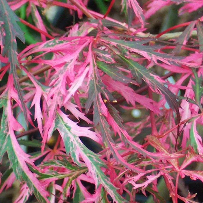 Клен веерный Хана Матои 60-80 см С10, Mt 