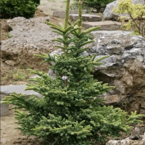 Кипарисовик тупой Аврора v5 h30-40 Lav 