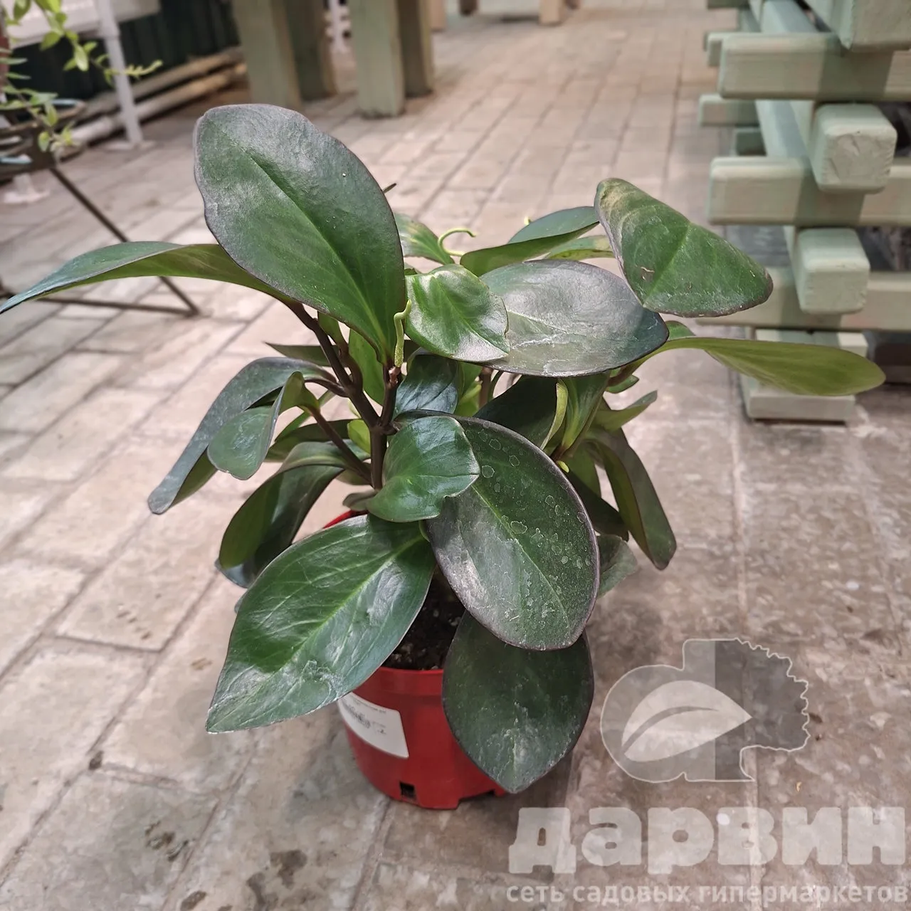 Пеперомия клузиелистная д17 тим (2) WM