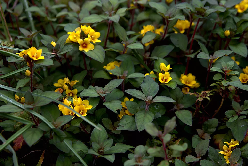 Лизимахия (Вербейник) Миднайт Сан, Midnight Sun, кашпо d23,ХР 