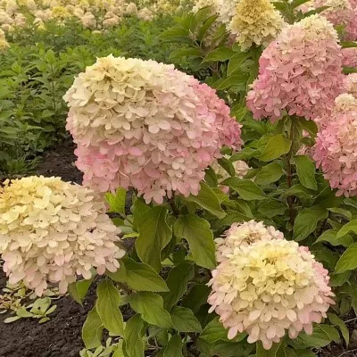 Гортензия метельчатая Саммер Лав v3 Lav 