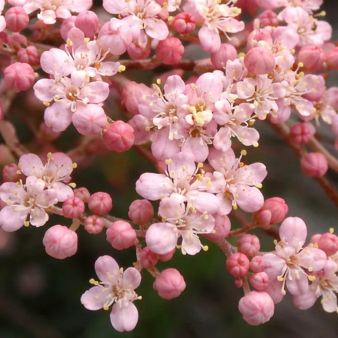 Бузина черная Тундерклоуд v2 Lav