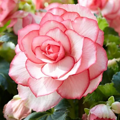 Клубень Бегония Бутон де Роуз 5/6 1шт Поиск 