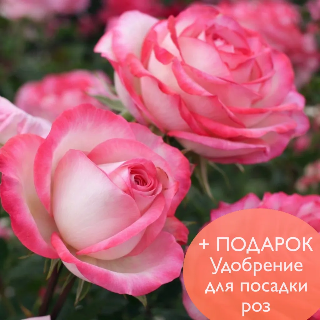 Роза Спрей Сафина в коробке Биосфера 