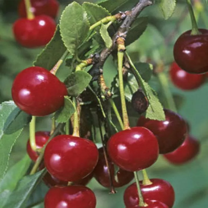 Вишня Новелла 3-х летка Tim 