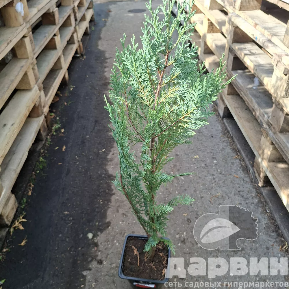 Кипарисовик лавсона Алюми v2 Lav 