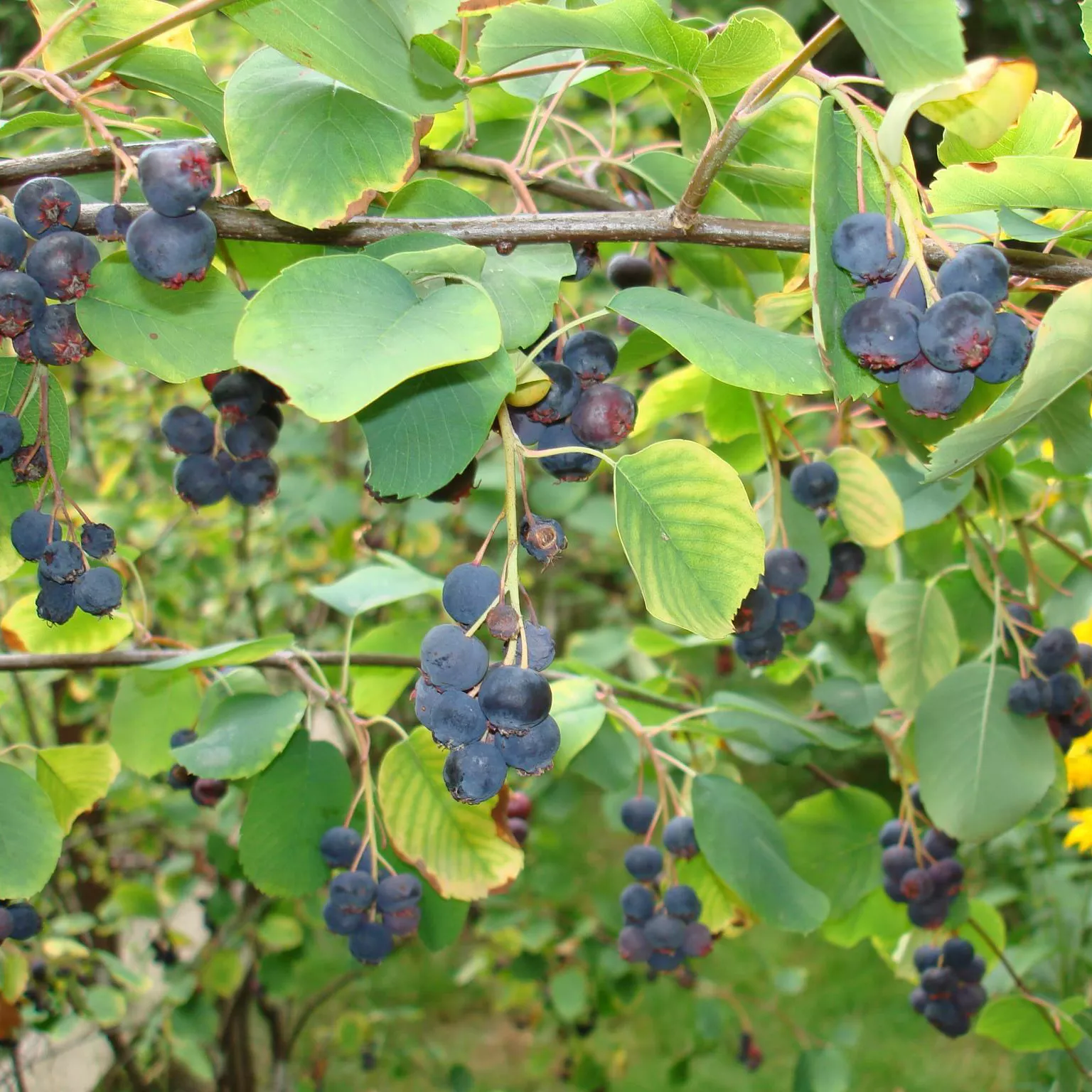 Ирга ольхолистная Смоки, v2 CL 