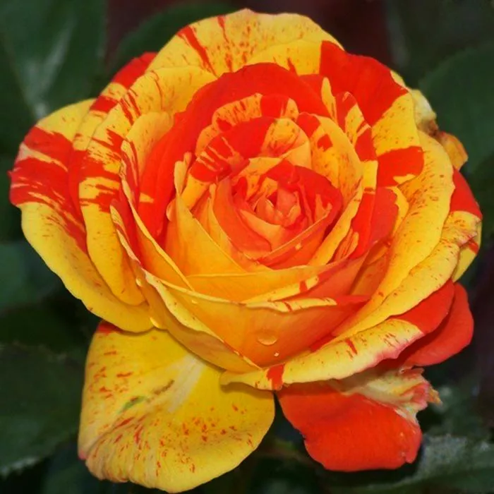 Роза флорибунда Орандж энд Лемон v5 Tim 