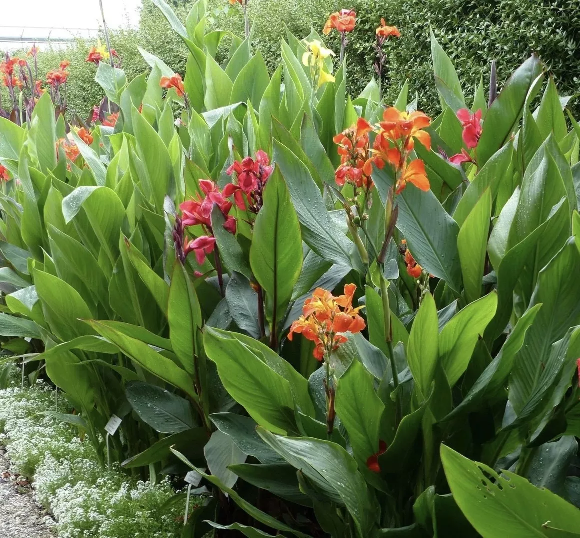 Клубень НВМ Канна Микс 3 шт 