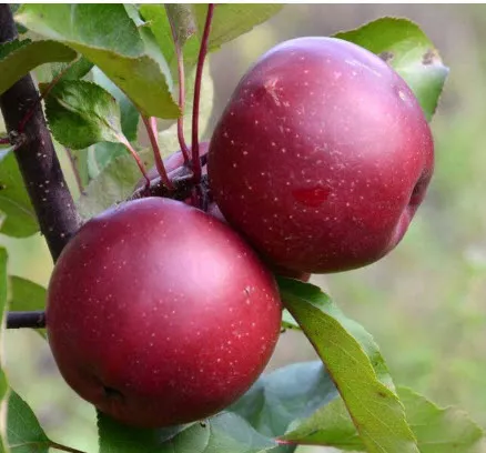 ОсновноеИзображение