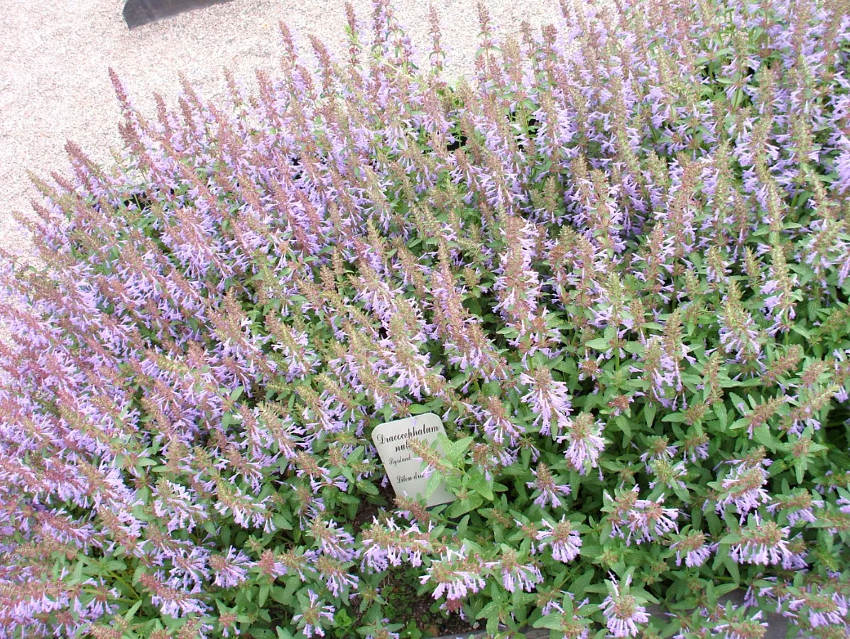 Змееголовник p9 Push 