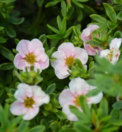 Лапчатка кустарниковая Белла Роза C 7,5 30-40 YP 