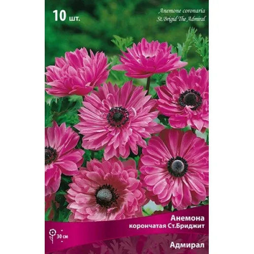 Клубень Анемона корончатая Сент Бриджид Адмирал 5/6 10шт Поиск 