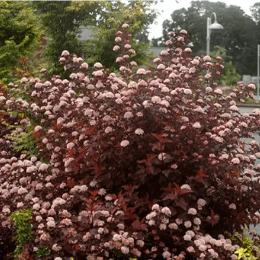 Пузыреплодник калинолистный Саммер Вайн Севард v30 