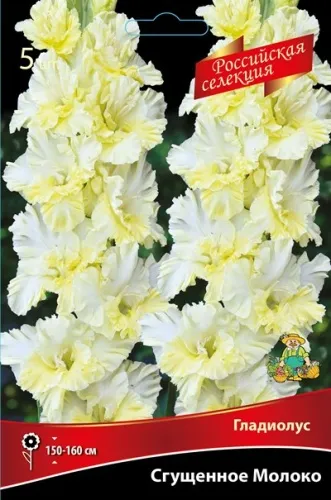 Луковица Гладиолус крупноцветковой Российская селекция Сгущеное Молоко  5шт Поиск 