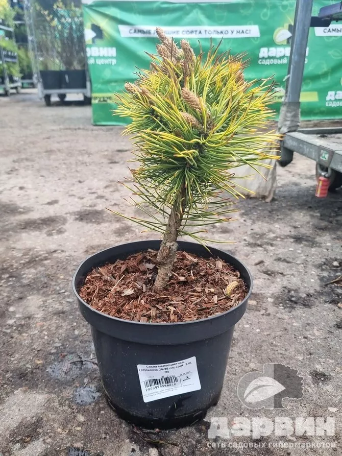 Сосна мелкоцветная Голдилокс 20-25 cm cont. 3,0L Mt 