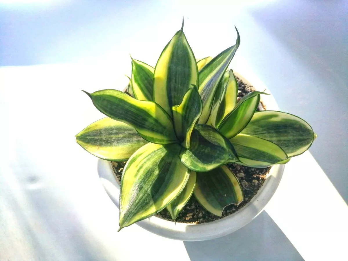 Основное изображение