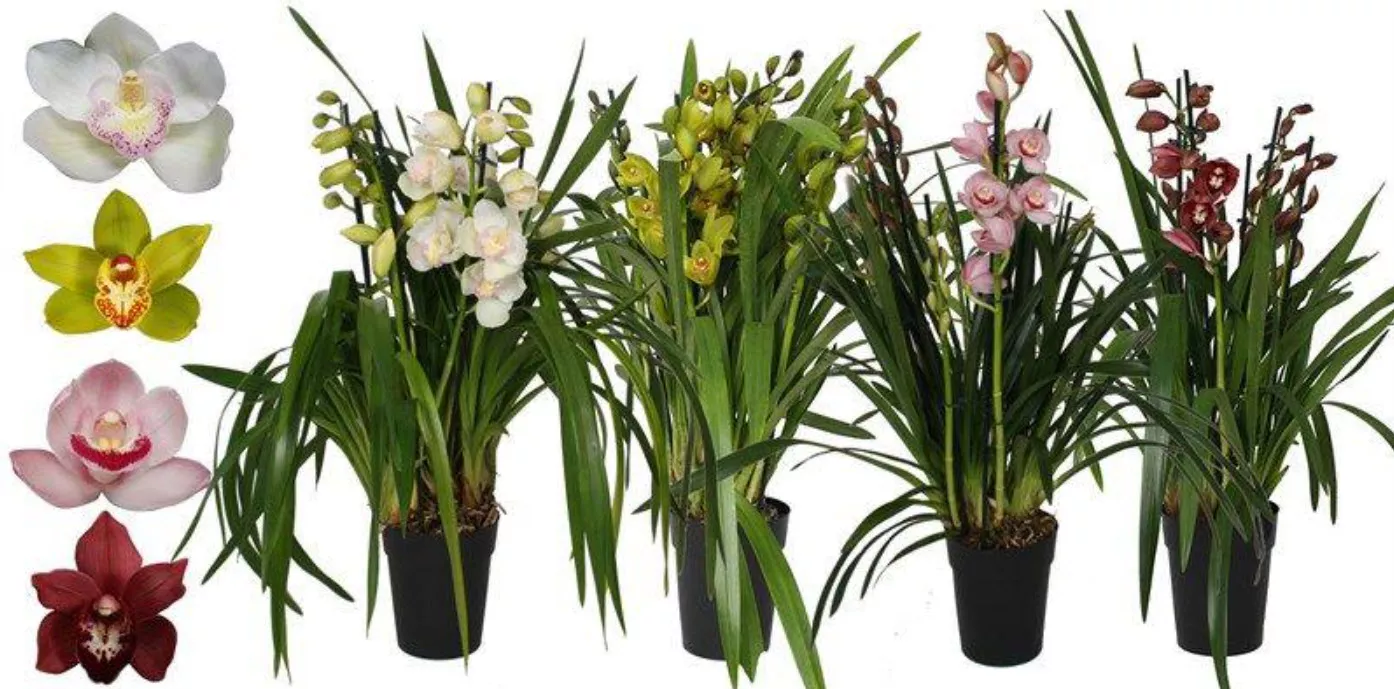 Цимбидиум 3-4 ветки микс d12 h60 