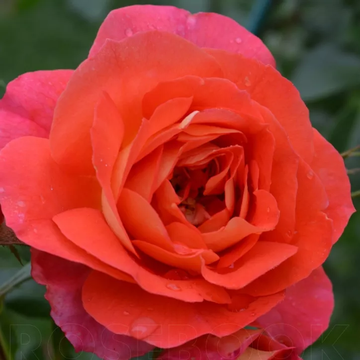 Роза флорибунда Гербрюдер Гримм v5 Dem 