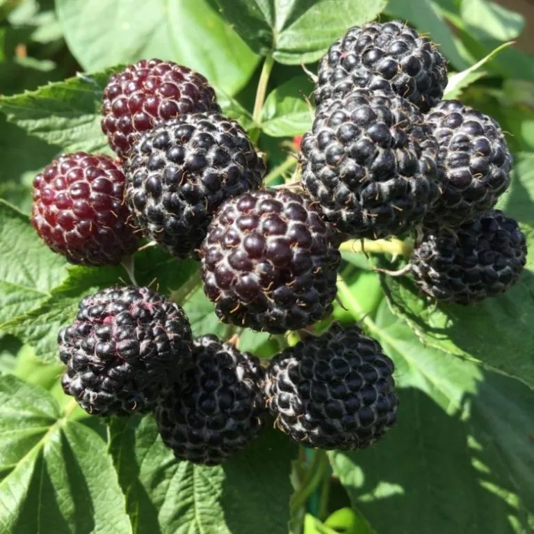 Малина Кумберленд черная v2 Lav 