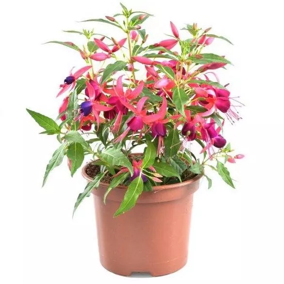 Фуксия ампельная p9 Цм 