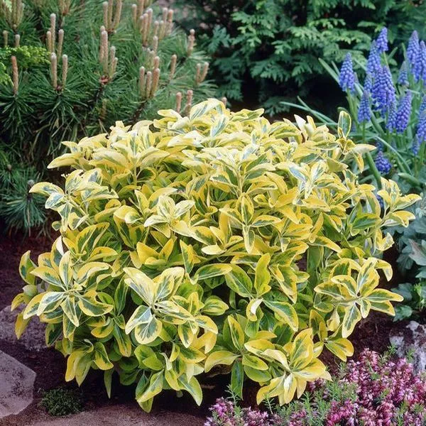 Бересклет японский в асс. Р9 Tw 