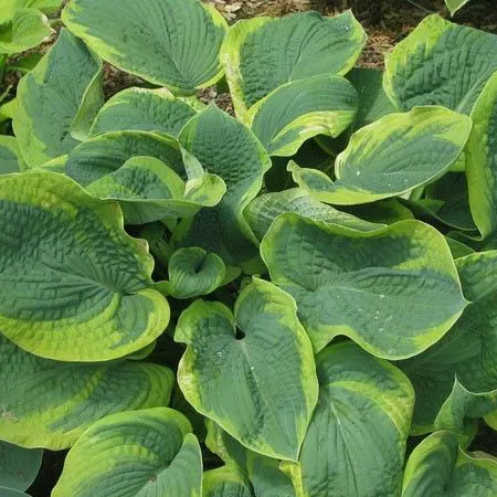 Хоста Самурай v2 Lav 