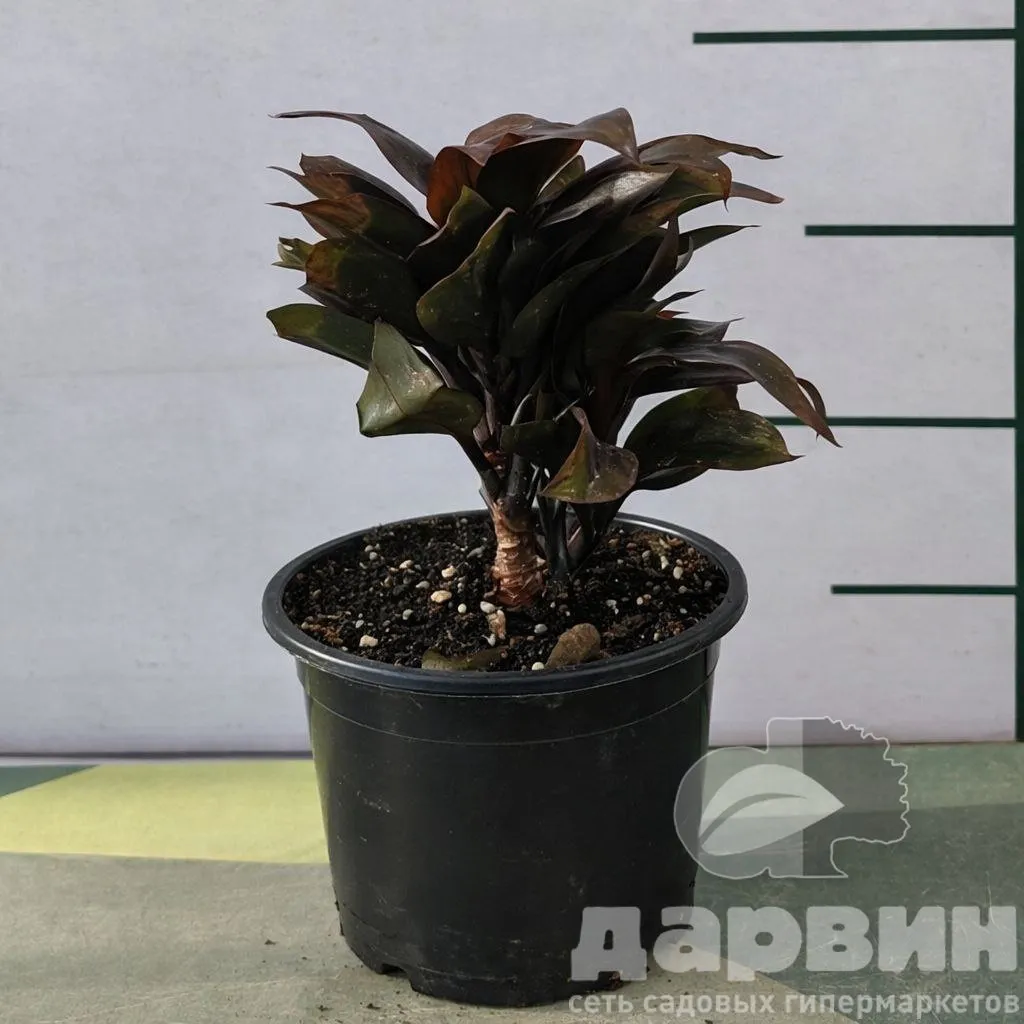 Кордилина Baby Doll d11 Tim 