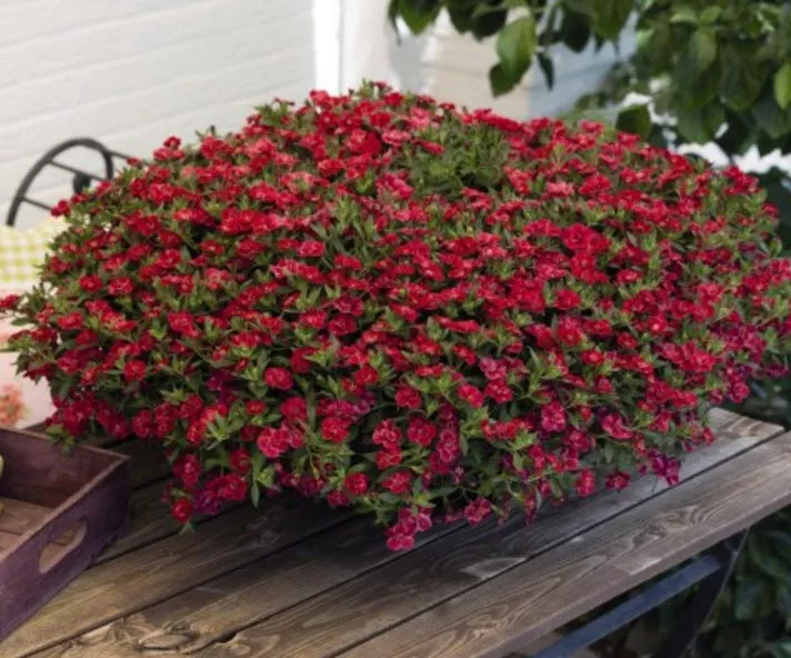 Калибрахое в кашпо д21 ЦВ 