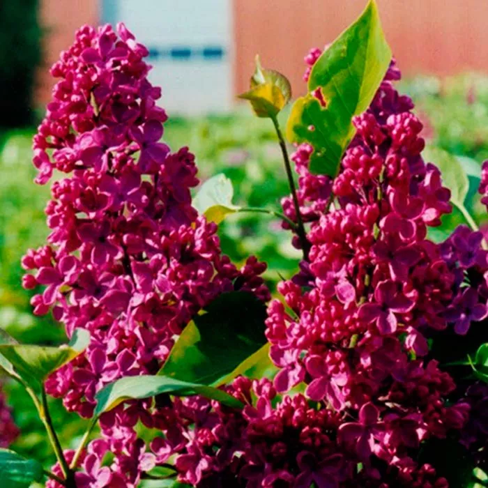 Сирень обыкновенная Людвиг Шпет C3, BL 