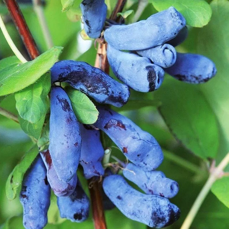 Жимолость Сильгинка v2 Tim 