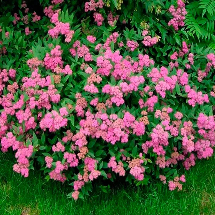 Спирея японская Руберрима c2 h60-80 Bor 