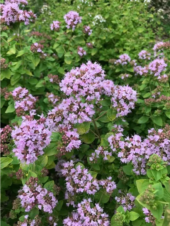 Корневище Душица обыкновенная 1шт. Поиск 